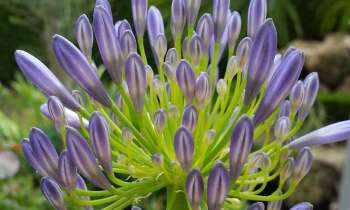 Puzzle 4998 - Fleurs violettes