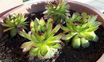 Puzzle 4245 - plantes en pot