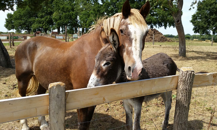 Puzzle Cheval et âne