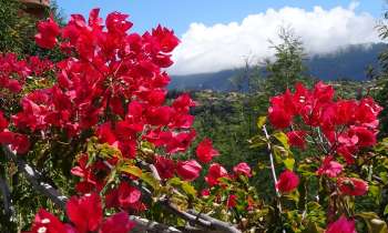 Puzzle 3839 - Bougainvilliers à Madère