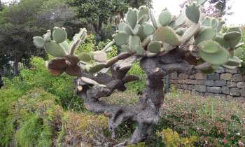 Puzzle 3887 - Arbre Cactus