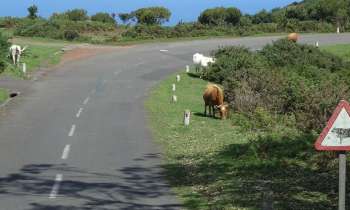 Puzzle 3836 - Priorité aux vaches 