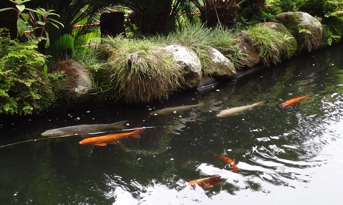 Puzzle Poissons rouges 
