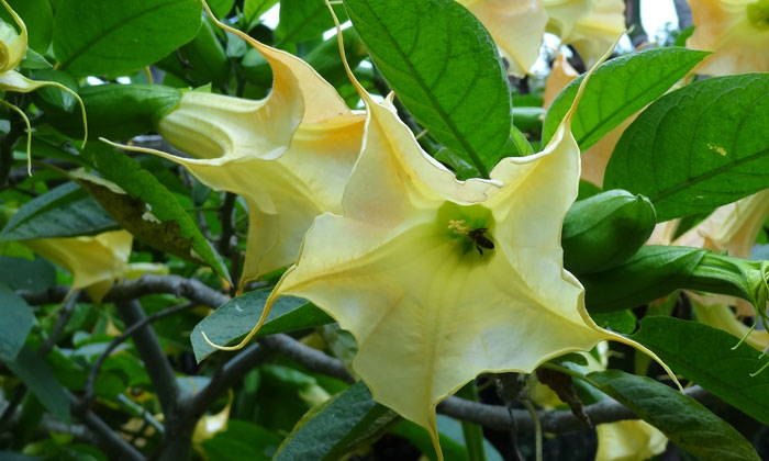 Puzzle Fleurs Pieuvre