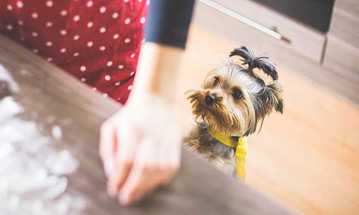 Puzzle Chien passionné par la cuisine