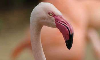 Puzzle 4809 - Tête de flamant rose