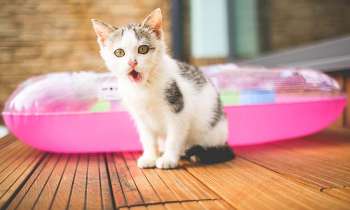 Puzzle 3893 - Chaton sur la terrasse