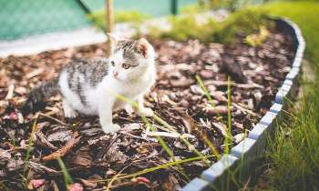 Puzzle 4641 - Chaton dans le parterre 