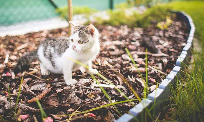 Puzzle Chaton dans le parterre 
