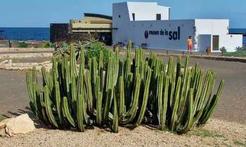 Puzzle 4675 - Cactus des iles Canaries