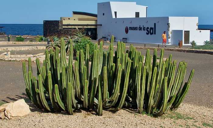 Puzzle Cactus des iles Canaries
