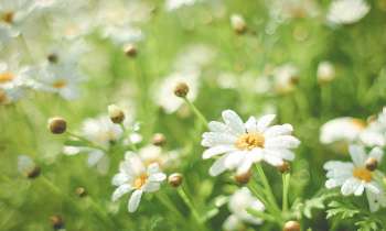 Puzzle 3819 - Champs de marguerites