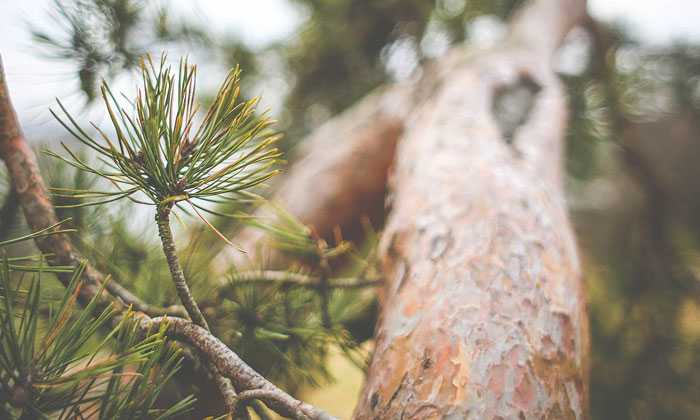 Puzzle Branches