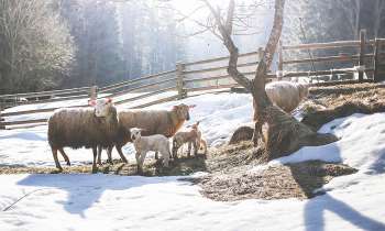 Puzzle 3993 - Moutons dans la neige