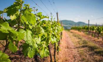 Puzzle 4567 - Rangées de vignes