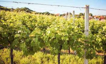 Puzzle 4577 - Champ de vignes
