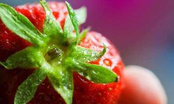 Puzzle 4677 - Fraise