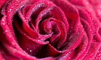 Puzzle 5123 - Coeur de rose rouge