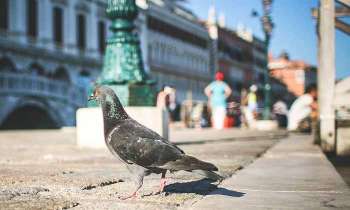 Puzzle 4940 - Pigeon en pleine rue