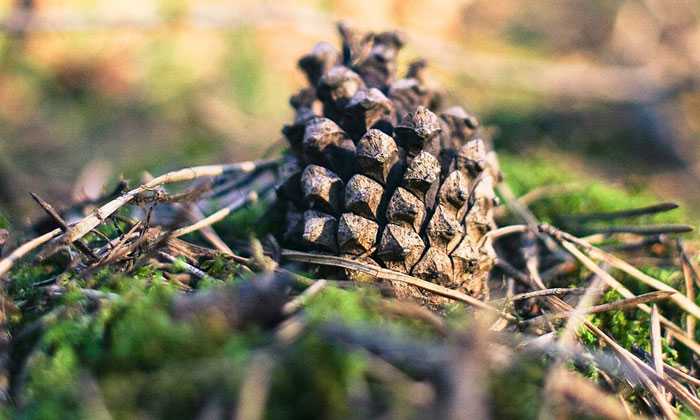 Puzzle Grosse pomme de pin