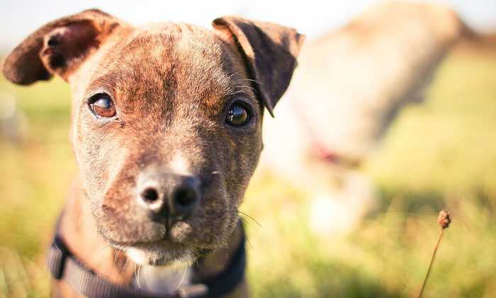 Puzzle Chien qui a envie de jouer