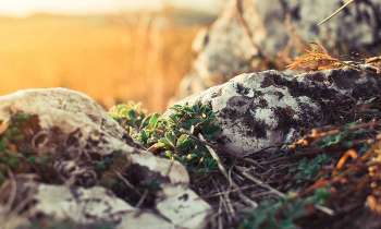 Puzzle 3743 - En pleine nature