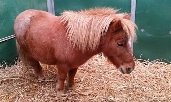 Puzzle Poney