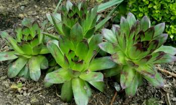 Puzzle 3764 - Plantes de rocailles 