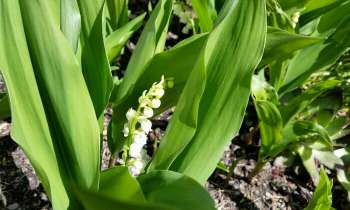 Puzzle 3733 - Brin de muguet