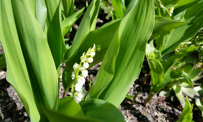 Puzzle Brin de muguet