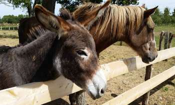 Puzzle 4049 - Ane et cheval