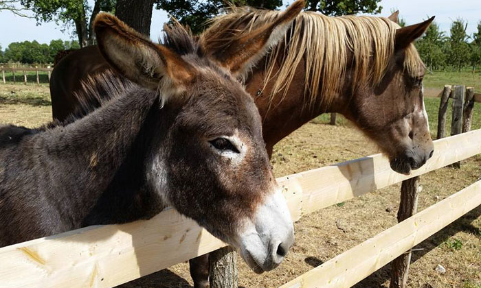 Puzzle Ane et cheval