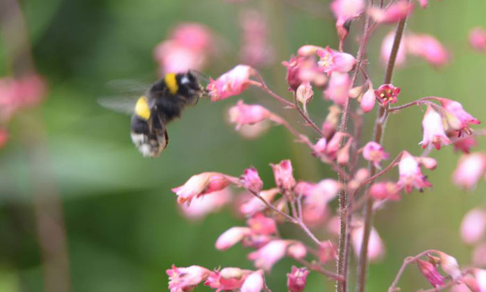 Puzzle Abeille