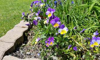 Puzzle 3758 - Fleurs