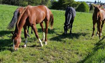 Puzzle 5140 - Chevaux