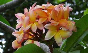 Puzzle 3830 - Fleurs de Madère 