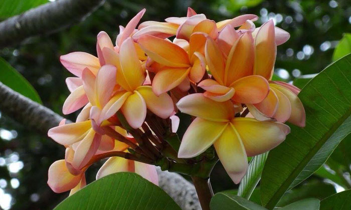 Puzzle Fleurs de Madère 
