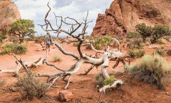 Puzzle 4911 - Arbre mort