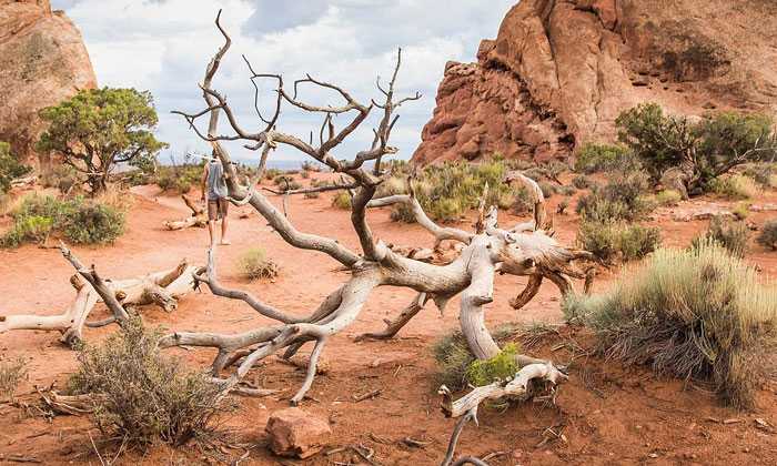 Puzzle Arbre mort