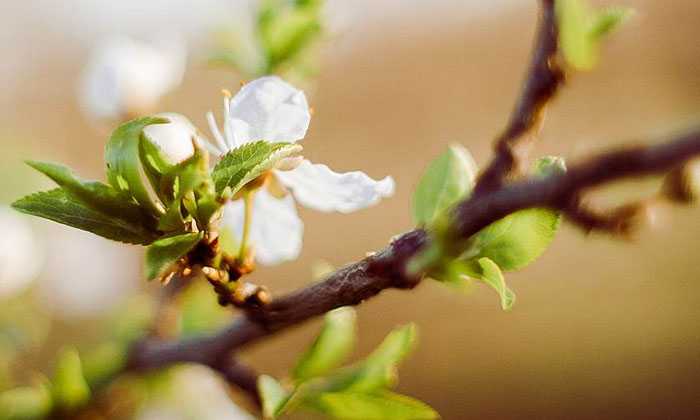Puzzle Fleurs en train de bourgeonner