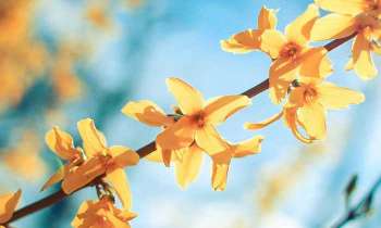 Puzzle 4889 - Fleurs jaunes