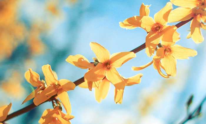 Puzzle Fleurs jaunes