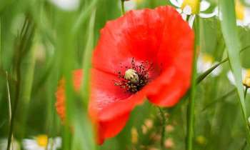 Puzzle 5106 - Coquelicot