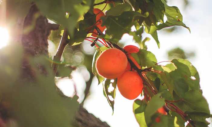 Puzzle Abricots