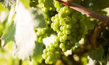 Puzzle 4267 - Grappes de raisins