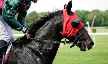 Puzzle 4884 - Cheval de course