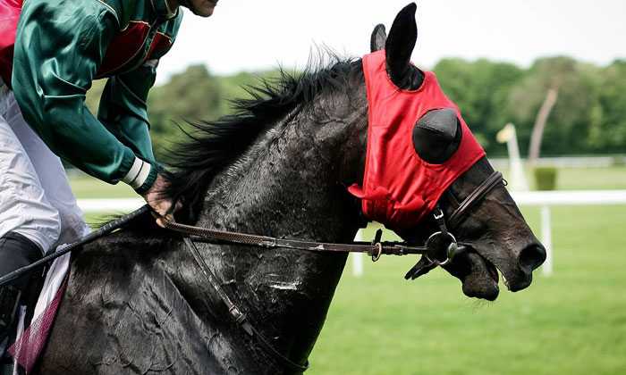 Puzzle Cheval de course