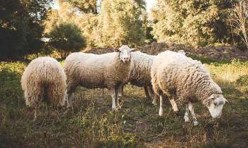 Puzzle 5091 - Moutons