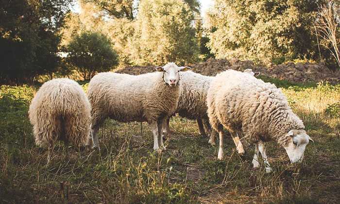 Puzzle Moutons