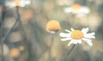Puzzle 4899 - Des marguerites